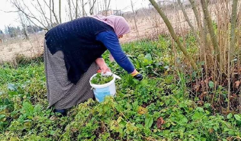 Parkta bahçede üzerine basıp geçiyoruz, şifasını bilmiyoruz! Dokunanı yakar ama tam bir ecza dolabı
