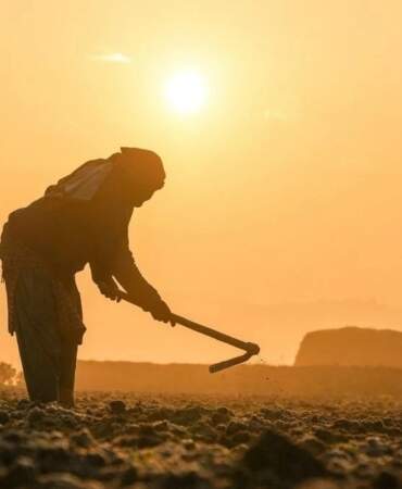 Küresel gıda güvenliğinde “kırmızı alarm”: 1 milyar insan sıcaklık tehdidi altında