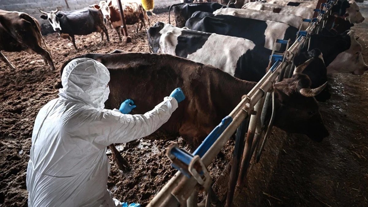 Türkiye’den Güney Afrika’ya 2 milyon doz şap aşısı