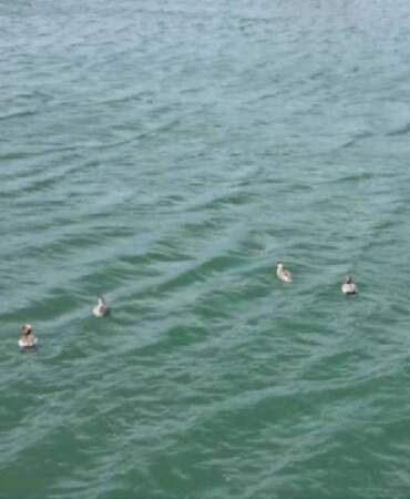 Sivas’ta 8 tane görüldü, herkes sevince büründü! ‘Kalmaları için elimizden geleni yapıyoruz