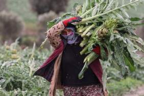 Kilosu değil tanesi 400 TL: 3 ülke kontratlar için sıraya girdi bile