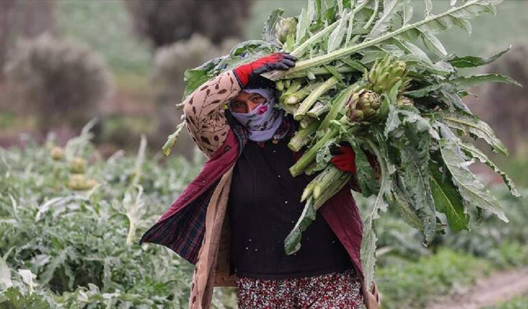 Kilosu değil tanesi 400 TL: 3 ülke kontratlar için sıraya girdi bile