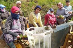 Makine üzerinde oturan kadınlar tütün dikimine başladı: Dikim hem hızlı hem daha verimli oluyor