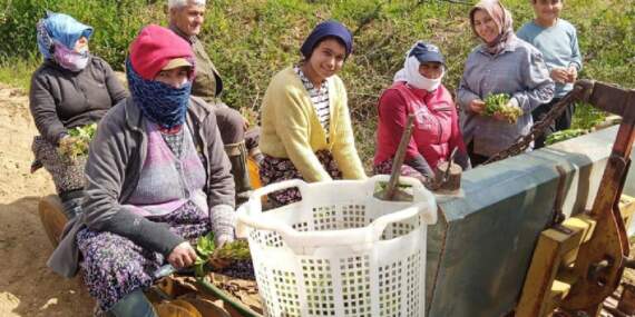 Makine üzerinde oturan kadınlar tütün dikimine başladı: Dikim hem hızlı hem daha verimli oluyor