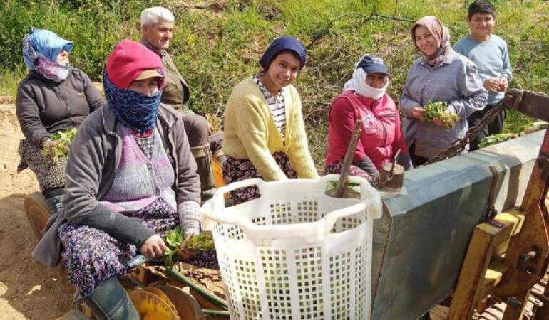 Makine üzerinde oturan kadınlar tütün dikimine başladı: Dikim hem hızlı hem daha verimli oluyor