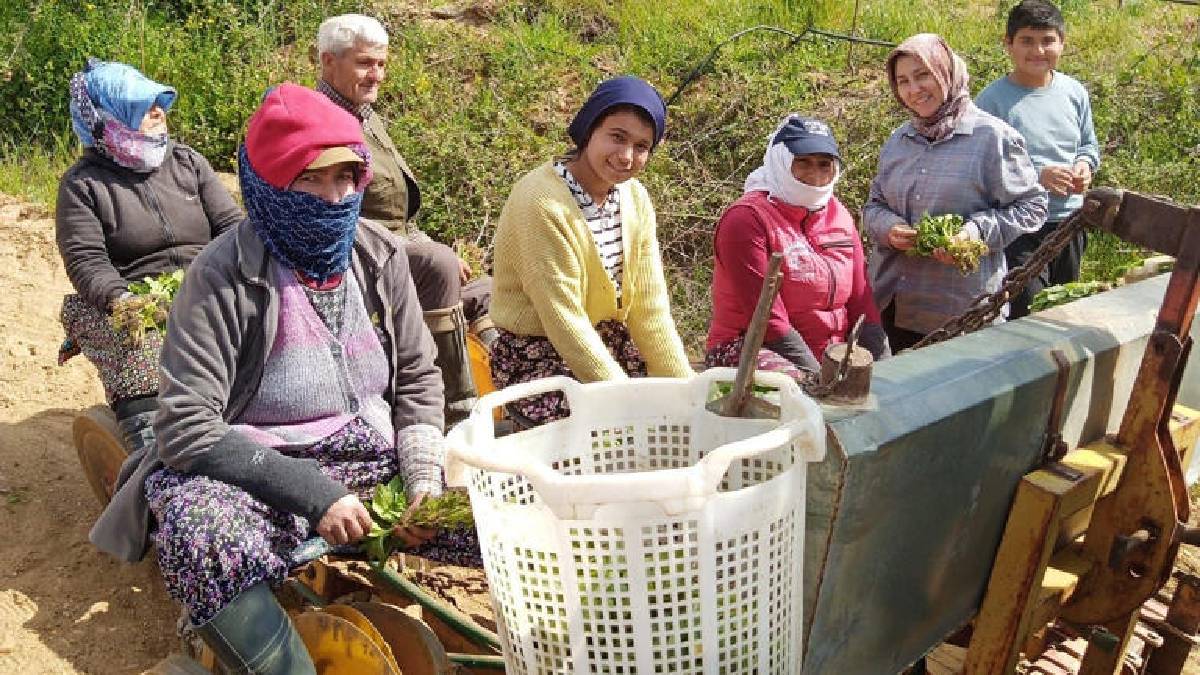 Makine üzerinde oturan kadınlar tütün dikimine başladı: Dikim hem hızlı hem daha verimli oluyor