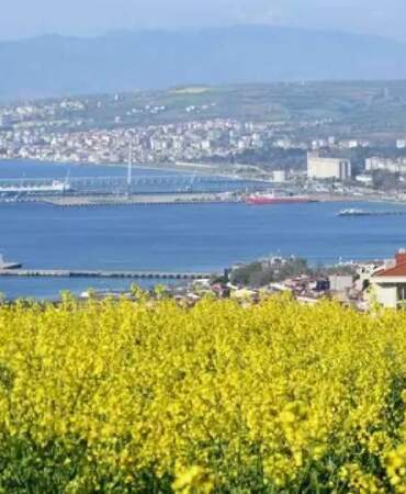Kilometrelerce uzanan güzellik hayran bıraktı: Kanola tarlaları sarıya boyandı