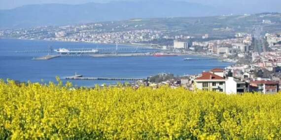 Kilometrelerce uzanan güzellik hayran bıraktı: Kanola tarlaları sarıya boyandı