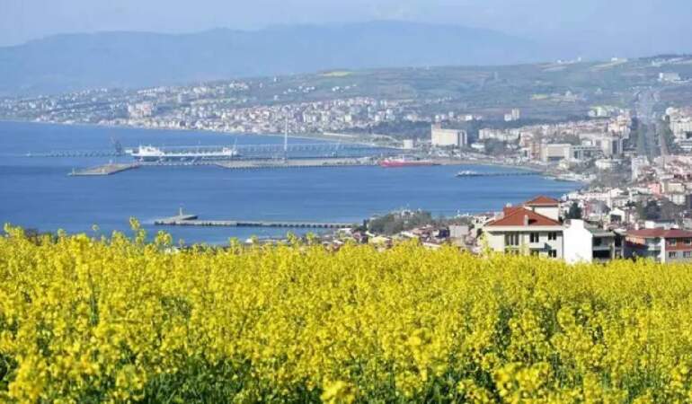 Kilometrelerce uzanan güzellik hayran bıraktı: Kanola tarlaları sarıya boyandı