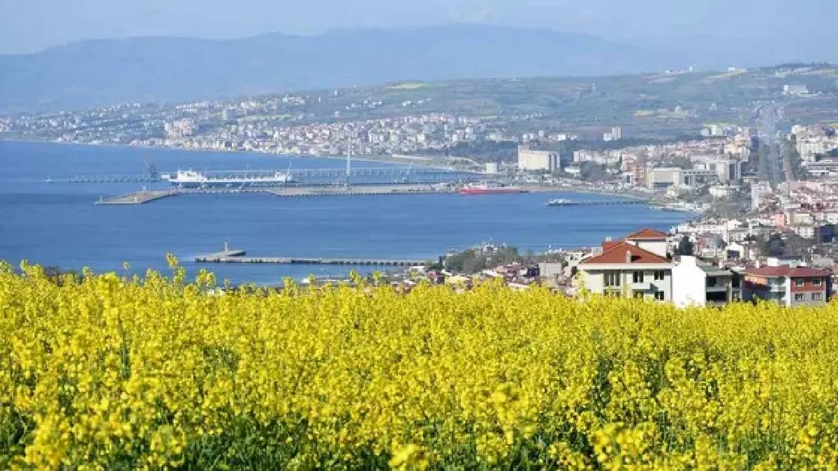 Kilometrelerce uzanan güzellik hayran bıraktı: Kanola tarlaları sarıya boyandı