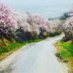 Kartpostal değil gerçek: Gediz bahar güzelliğine büründü