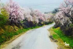 Kartpostal değil gerçek: Gediz bahar güzelliğine büründü