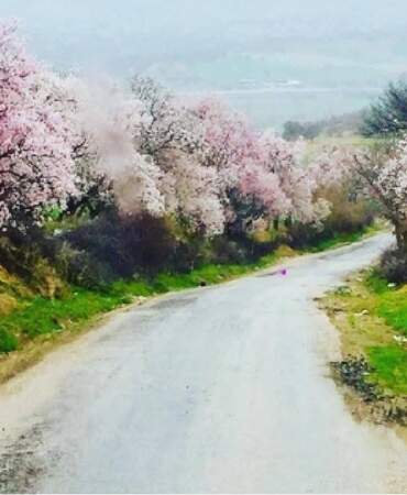 Kartpostal değil gerçek: Gediz bahar güzelliğine büründü
