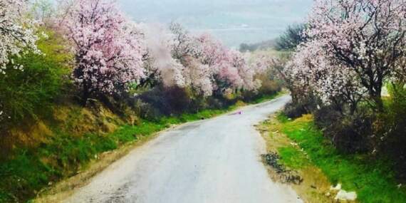 Kartpostal değil gerçek: Gediz bahar güzelliğine büründü
