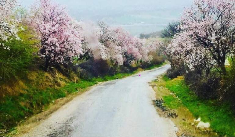 Kartpostal değil gerçek: Gediz bahar güzelliğine büründü