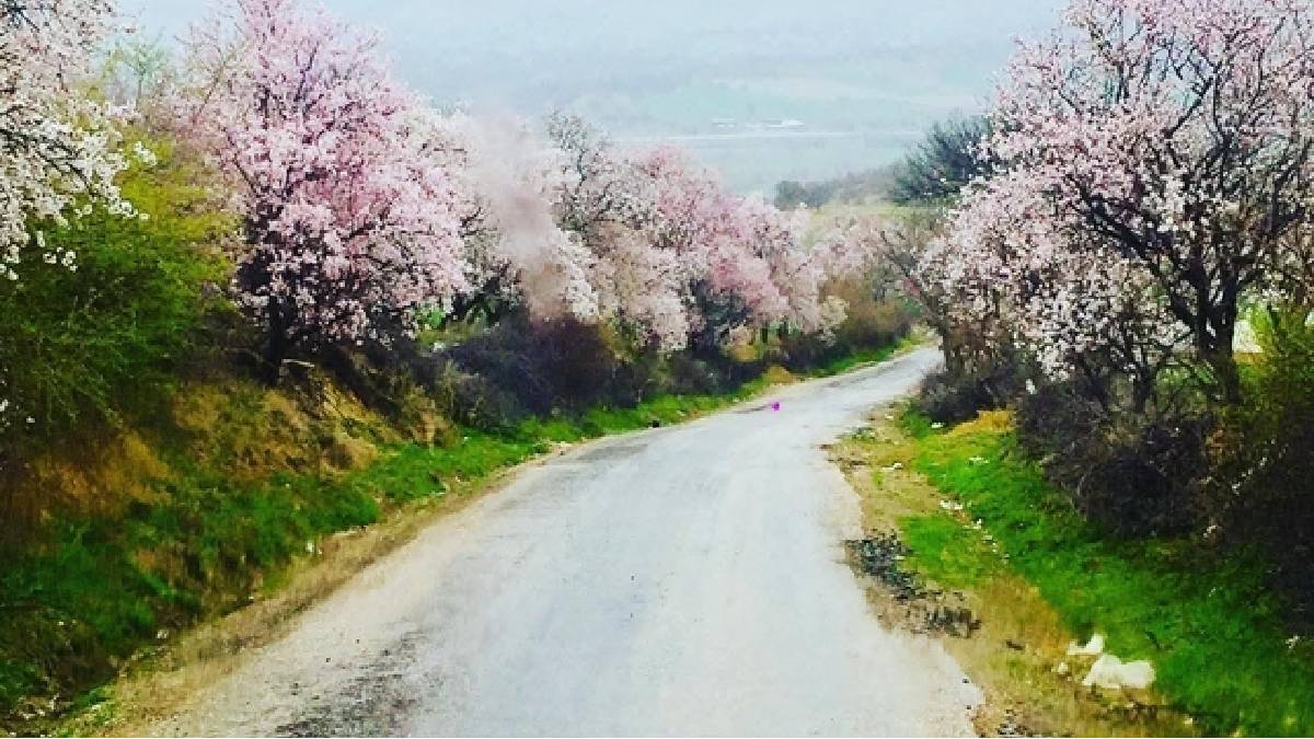 Kartpostal değil gerçek: Gediz bahar güzelliğine büründü