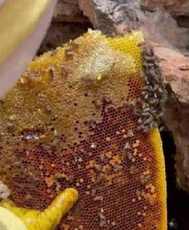 Karadeniz’in iki yüzlü hazinesi: Şifa kaynağı Anzer ve tarihin seyrini değiştiren ‘Deli Bal’