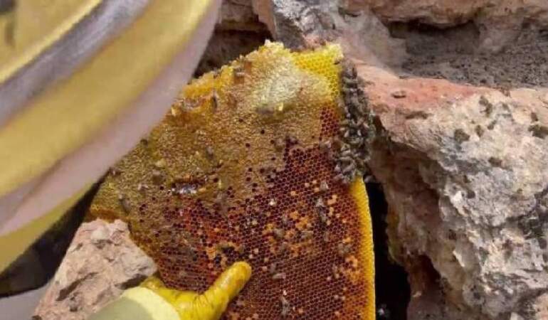 Karadeniz’in iki yüzlü hazinesi: Şifa kaynağı Anzer ve tarihin seyrini değiştiren ‘Deli Bal’