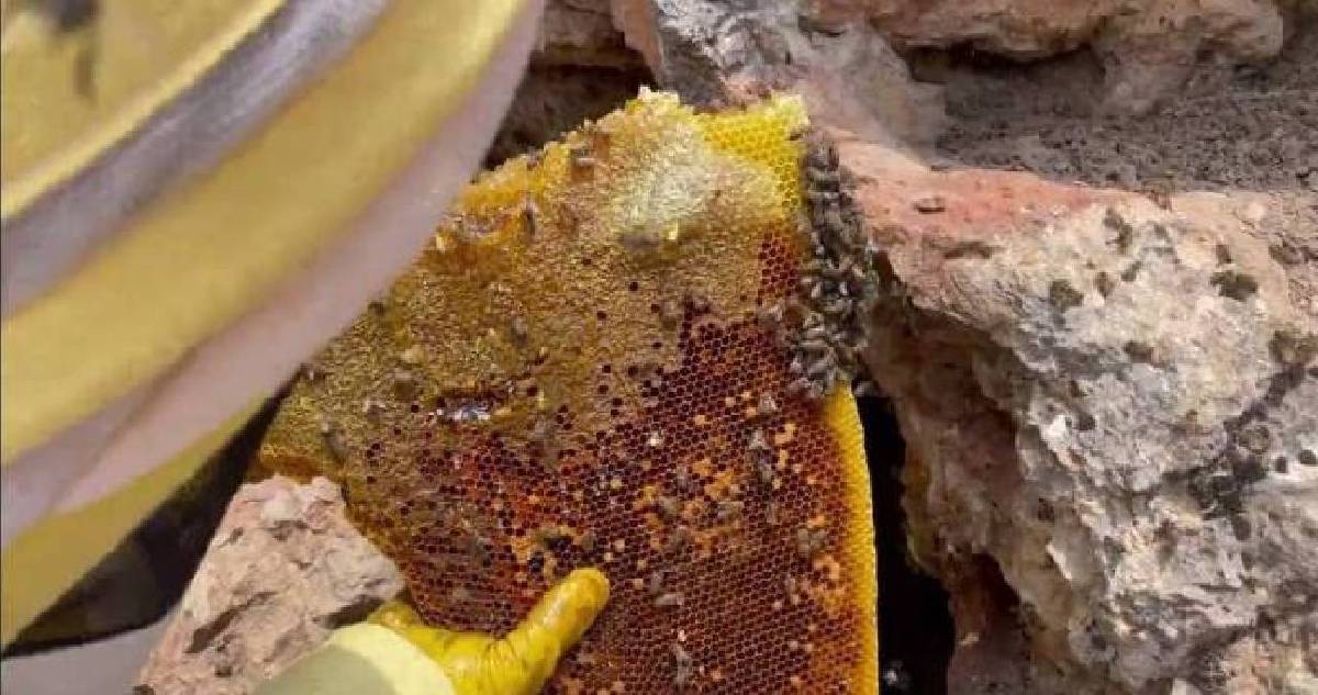 Karadeniz’in iki yüzlü hazinesi: Şifa kaynağı Anzer ve tarihin seyrini değiştiren ‘Deli Bal’