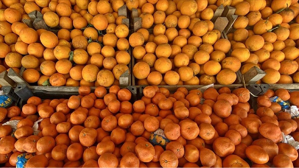 Dünya bu Türk meyvelerini kapış kapış alıyor: 3 aylık süreçte 700 milyon dolar girdi