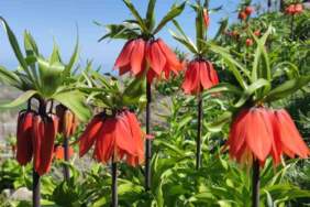 Bahar geldi doğa renklendi: Van ‘Ters laleler’ ile süslendi