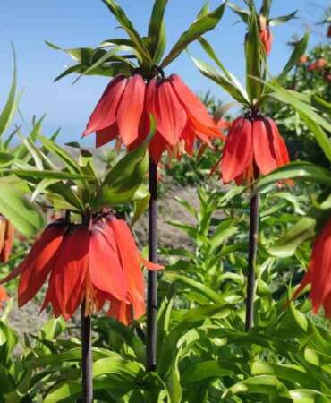 Bahar geldi doğa renklendi: Van ‘Ters laleler’ ile süslendi