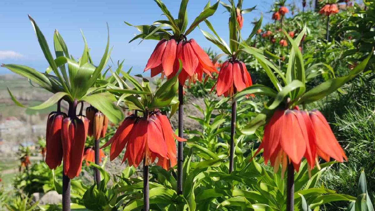 Bahar geldi doğa renklendi: Van ‘Ters laleler’ ile süslendi