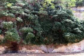 4.000 yıldır zamana direniyor: Türkiye’nin en yaşlı ikinci canlısı koruma altında hayata tutunuyor