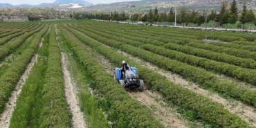 Isparta gül hasadına hazırlanıyor: Rekolte beklentisi 13 bin ton