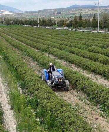 Isparta gül hasadına hazırlanıyor: Rekolte beklentisi 13 bin ton