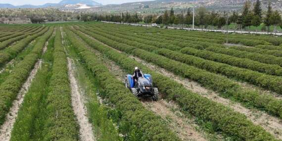 Isparta gül hasadına hazırlanıyor: Rekolte beklentisi 13 bin ton