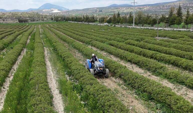 Isparta gül hasadına hazırlanıyor: Rekolte beklentisi 13 bin ton
