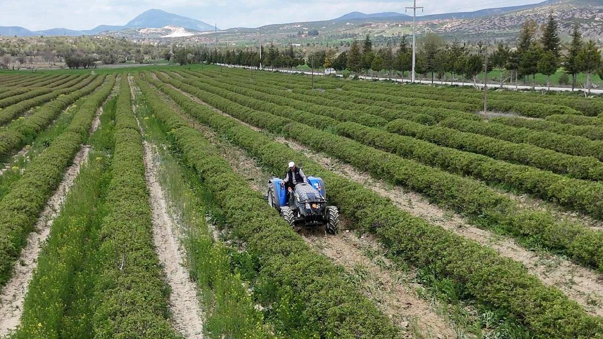 Isparta gül hasadına hazırlanıyor: Rekolte beklentisi 13 bin ton