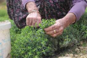 8 dönümden 10 ton rekolte bekleniyor: Kilosu 400 TL’yi bulan üründe hasat bereketle başladı