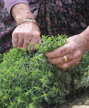 8 dönümden 10 ton rekolte bekleniyor: Kilosu 400 TL’yi bulan üründe hasat bereketle başladı