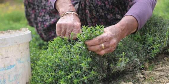 8 dönümden 10 ton rekolte bekleniyor: Kilosu 400 TL’yi bulan üründe hasat bereketle başladı