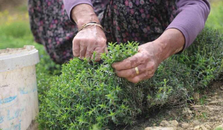 8 dönümden 10 ton rekolte bekleniyor: Kilosu 400 TL’yi bulan üründe hasat bereketle başladı