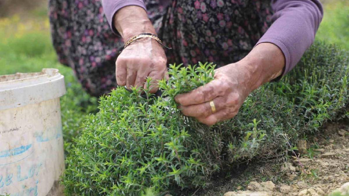 8 dönümden 10 ton rekolte bekleniyor: Kilosu 400 TL’yi bulan üründe hasat bereketle başladı