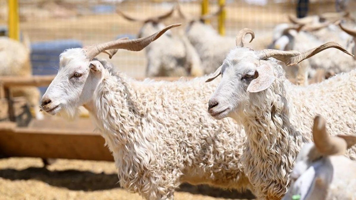 Yurt içi maliyetler yurt dışının 2,5 katına çıktı: Kurban fiyatları asgari ücretle yarışıyor