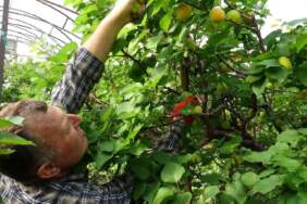 Hasadı 15 gün geç kaldı! İlk ürünler Mersin’de toplanmaya başladı: Bu yıl verimi yüksek