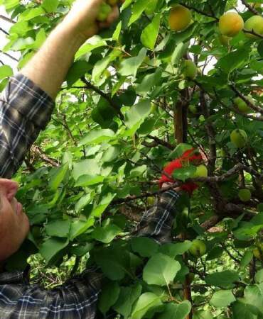 Hasadı 15 gün geç kaldı! İlk ürünler Mersin’de toplanmaya başladı: Bu yıl verimi yüksek