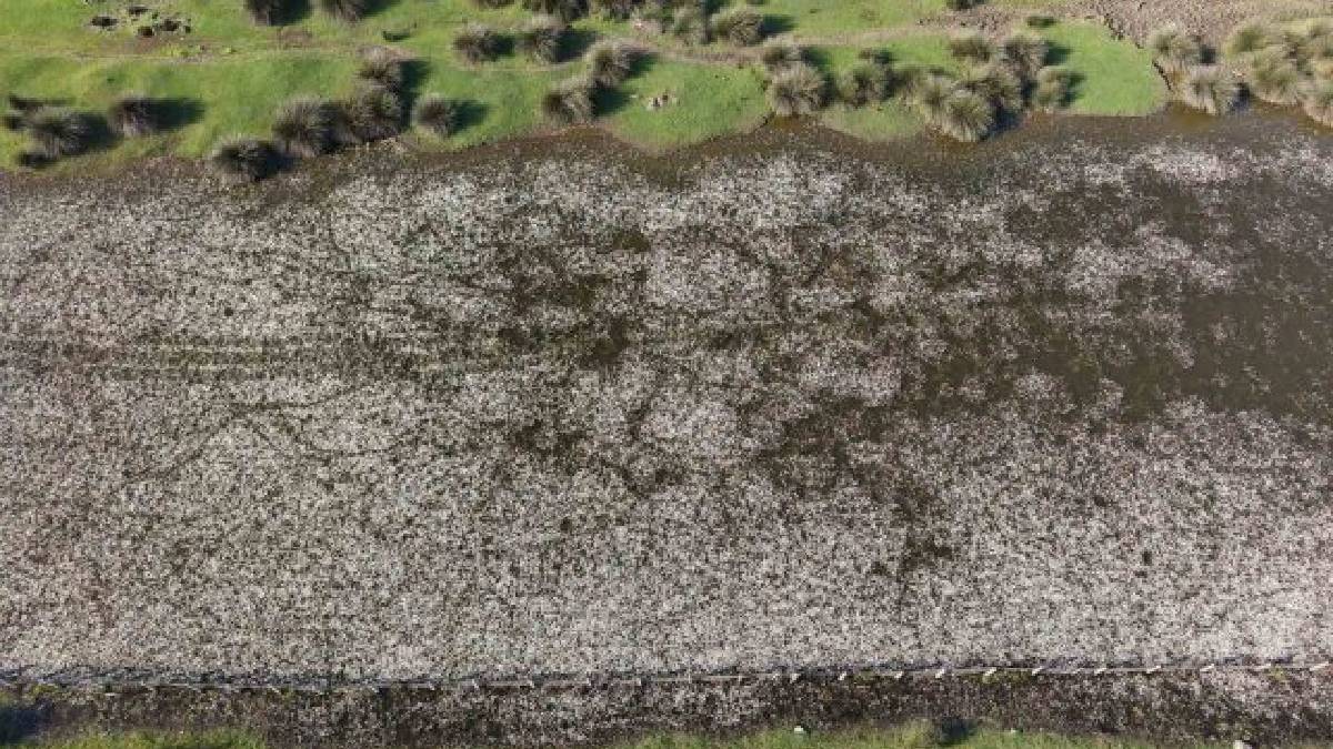 Baharın güzelliğine şahit olmak isteyenler buraya gidiyor: Su papatyaları, mandalar ve doğa…