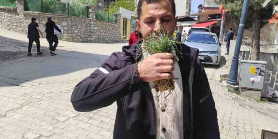 Ot deyip geçmeyin! Doğada kendiliğinden yetişiyor, kilosu 15.000 TL’yi buluyor