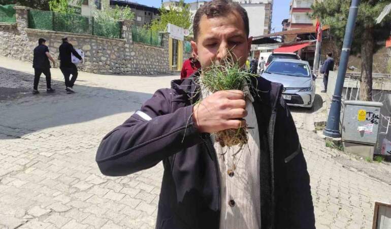 Ot deyip geçmeyin! Doğada kendiliğinden yetişiyor, kilosu 15.000 TL’yi buluyor