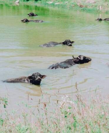 İstanbul’un kuzey orman köylerinde Manda Festivali başlıyor