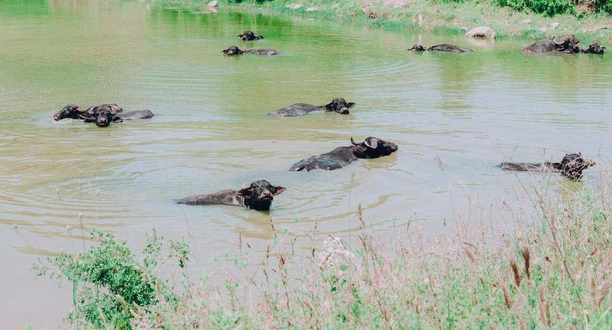 İstanbul’un kuzey orman köylerinde Manda Festivali başlıyor