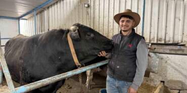 Cüsseleri ve fiyatlarıyla pazarın gözdesi oldular: Tonluk tosunlar özel programlarla besleniyor