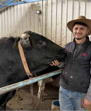 Cüsseleri ve fiyatlarıyla pazarın gözdesi oldular: Tonluk tosunlar özel programlarla besleniyor