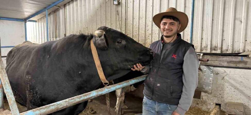 Cüsseleri ve fiyatlarıyla pazarın gözdesi oldular: Tonluk tosunlar özel programlarla besleniyor