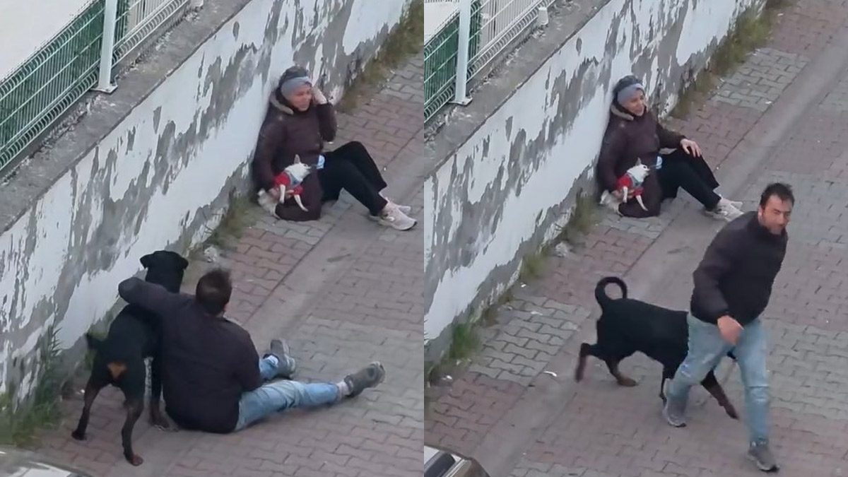 Ümraniye’de dehşet! Ağızlıksız köpek, küçük ırk köpeğe saldırdı